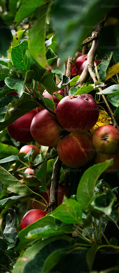 Jabuke Ajdared - Слика 3